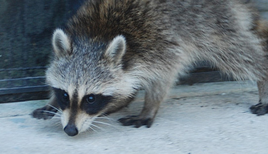 Raccoon Removal in Granger