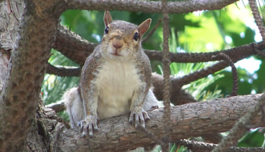 Squirrel Removal in Granger